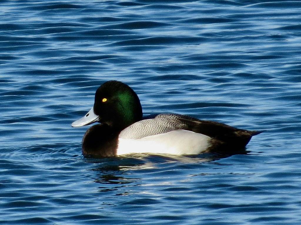 Greater Scaup adult male 1/2/2014 by Kaaren Perry is marked with CC BY 2.0.
